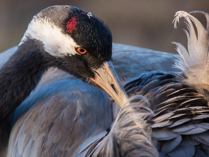 Fluffy Feathers